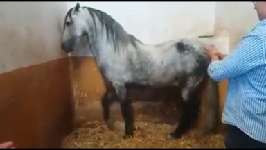 MEELEOLUKAS VIDEO | Hobune tantsib nagu tõeline flamenkoartist