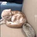 LÕBUS VIDEO | Uljas siil peab kassi oma vennaks