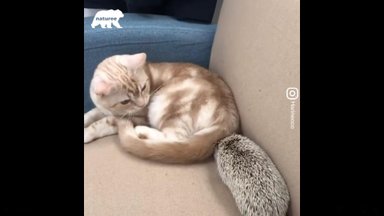 LÕBUS VIDEO | Uljas siil peab kassi oma vennaks