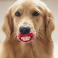 GALERII: 10 koera, kes ei tea, kui naljakad nad oma mänguasjaga välja näevad