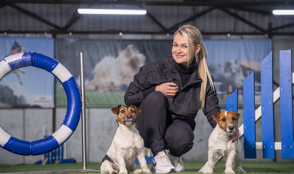Jack Russelli terjerid on teada-tuntud pulbitseva energia poolest. “Nad on ülitargad ja õppimis-võimelised. Ja tõesti – nad ei ole diivanikoerad,” ütleb Maris.