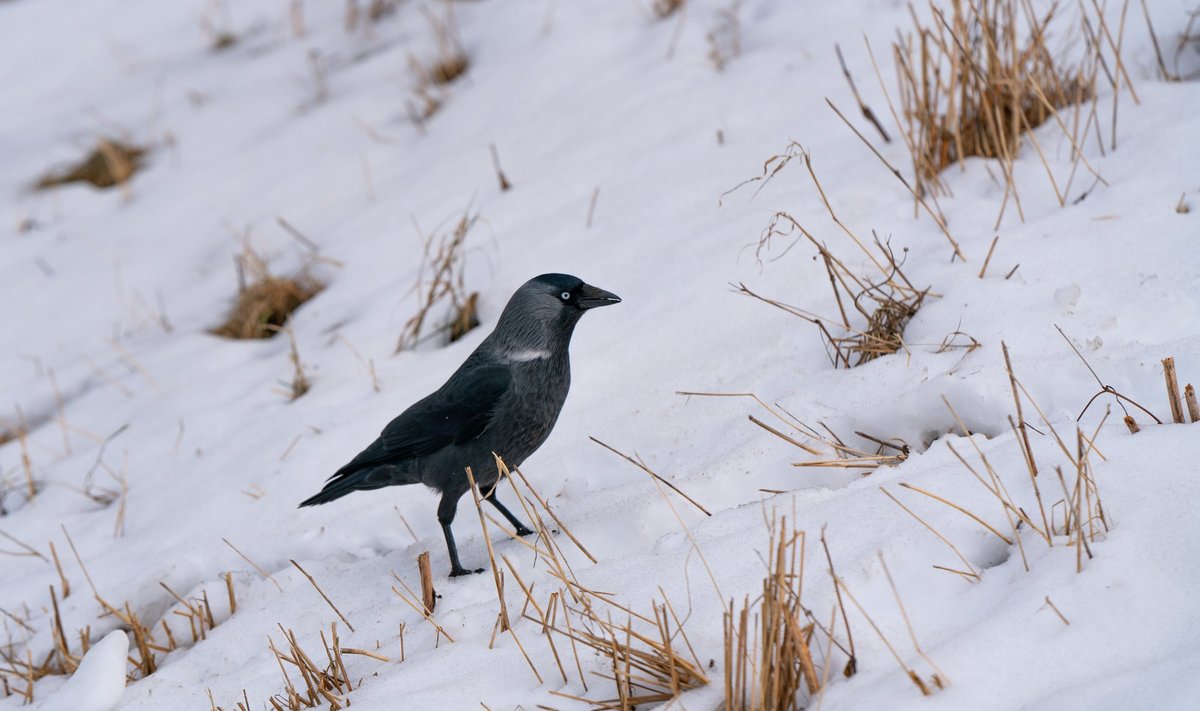 Paastumaarjapäeval leiab juba märke kevadest.