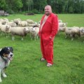Šaakal murdis Pärnumaal lambaid, riik talunikule kahju ei hüvita