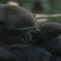 13 gorillat haigestusid loomaaias COVIDisse, nakkus võis levida vaktsineeritud talitajalt