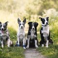 TOP 10 | Koerapsühholoog pani ritta kõige targemad koeratõud