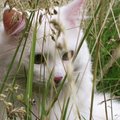 KIISUBLOGI | Tartu kass Ada suureks nõrkuseks on paid, mis algavad kõrvaotstest ja liiguvad kohe sabaotsani välja