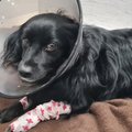 Hersoni pommirahe alt Eesti loomakliinikusse: ränga teekonna vastu pidanud koer sattus siin  surmaohtu
