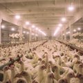 Linnugripp möllab: USA farmid teevad lobitööd, et saada luba lindude tapmiseks eriliselt julmal viisil 