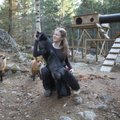 Rebasekutsikaid sotsialiseerinud zoosemiootik Laura Kiiroja: rebane vajab elamisväärseks eluks võimalust eralduda ja liikuda