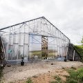 Noortalunik ehitas silohoidlasse viinapuudele kasvuhoone