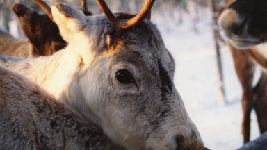Правда ли, что в Финляндии оленям красят рога светоотражающей краской, чтобы уменьшить количество аварий с ними?