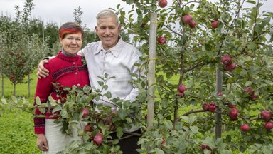Rebase talus kasvab 130 õunasorti ja ligi 1000 õunapuud! 