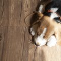 Viis soovitust koerapidajale põranda valikul ja hooldamisel