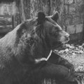 HÄIRIV VIDEO | Hädas karu kaebleb aia külge aheldatuna tsirkuse reklaami kõrval