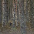 MTÜ Eesti Metsa Abiks on kahe kuu jooksul vaidlustanud ligi 60 metsateatist
