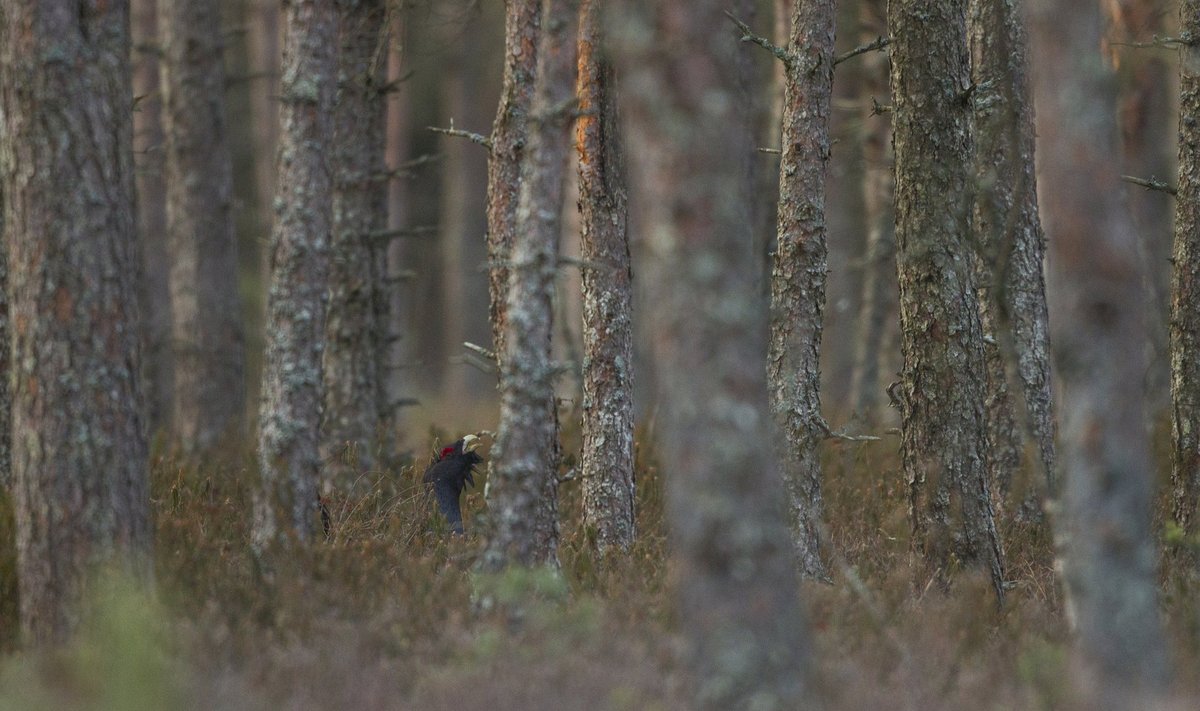 Eesti Metsa Abiks on peamiselt vaidlustanud metsise elupaigas plaanitavaid raieid.