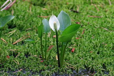 Цветёт белокрыльник болотный (Calla palustris), по-эстонски – soovõhk