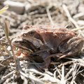Добровольцы спасли почти 22 000 жаб, лягушек и тритонов, живущих в Эстонии