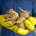 Kuidas poest ostetud kartuleid nii säilitada, et need mürgiseks ei muutuks?