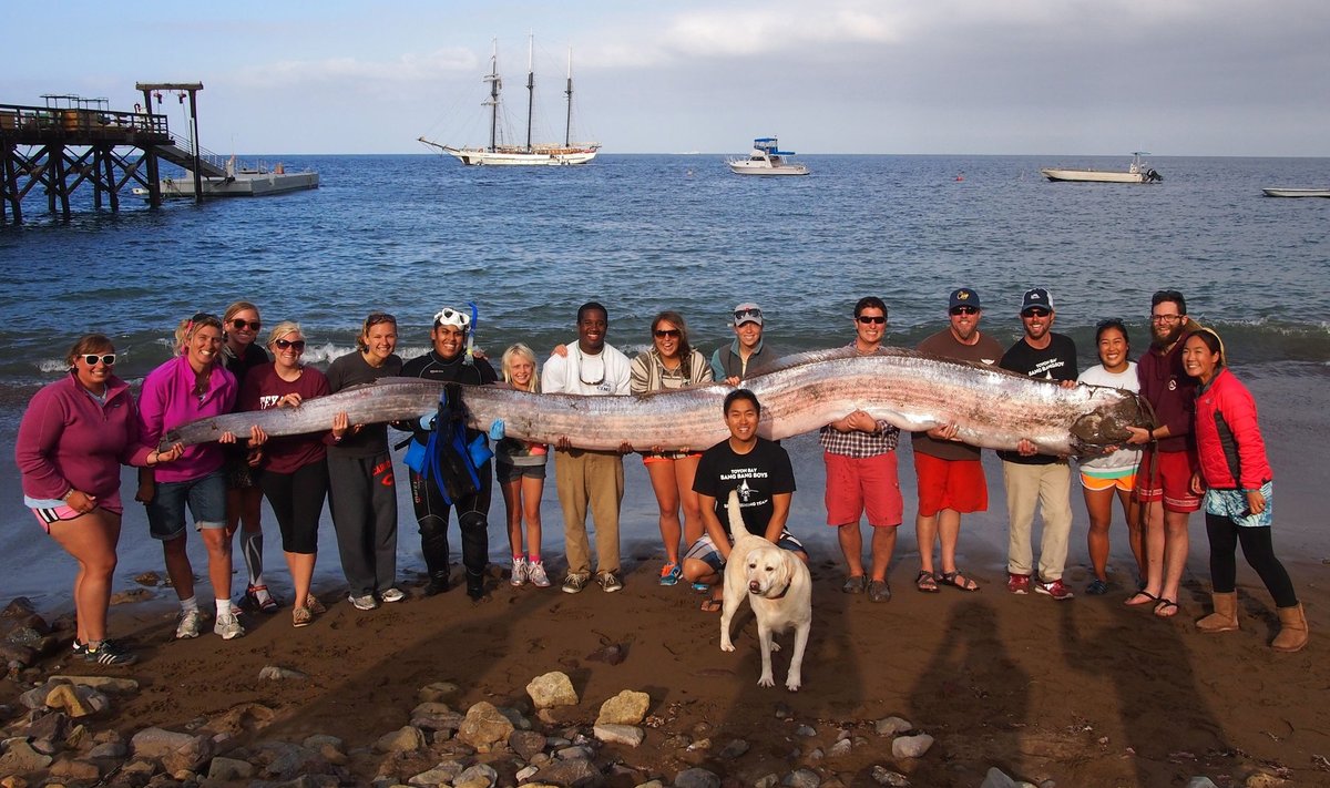 Giant Fish