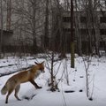 Tšernobõli keelutsooni telgitagused: teadlaste üllatuseks hulgub metsades ringi oodatust rohkem loomi