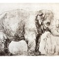 Millist elevandiliiki joonistas Rembrandt?