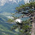 Euroopa vanim puu kasvab Kreekas