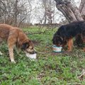 Aita leida peremees: Järvamaal seadsid end võõrasse koju sisse kaks koera