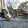 Täna öösel täienes loomaaiapere kolme Amuuri leopardi kutsikaga