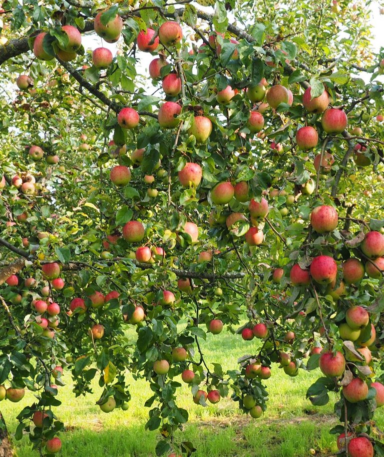 Kui õunapuud on hästi pügatud, küllap siis saab ka tulevikus saaki