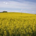 Ukraina ehitab toiduõli ekspordiks enneolematu toru. Poolaga jõuti olulise kokkuleppeni
