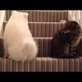 NUNNU VIDEO | Kohmetu kutsikas ei anna alla ja püüab meeleheitlikult tujuka kassiga sõbraks saada