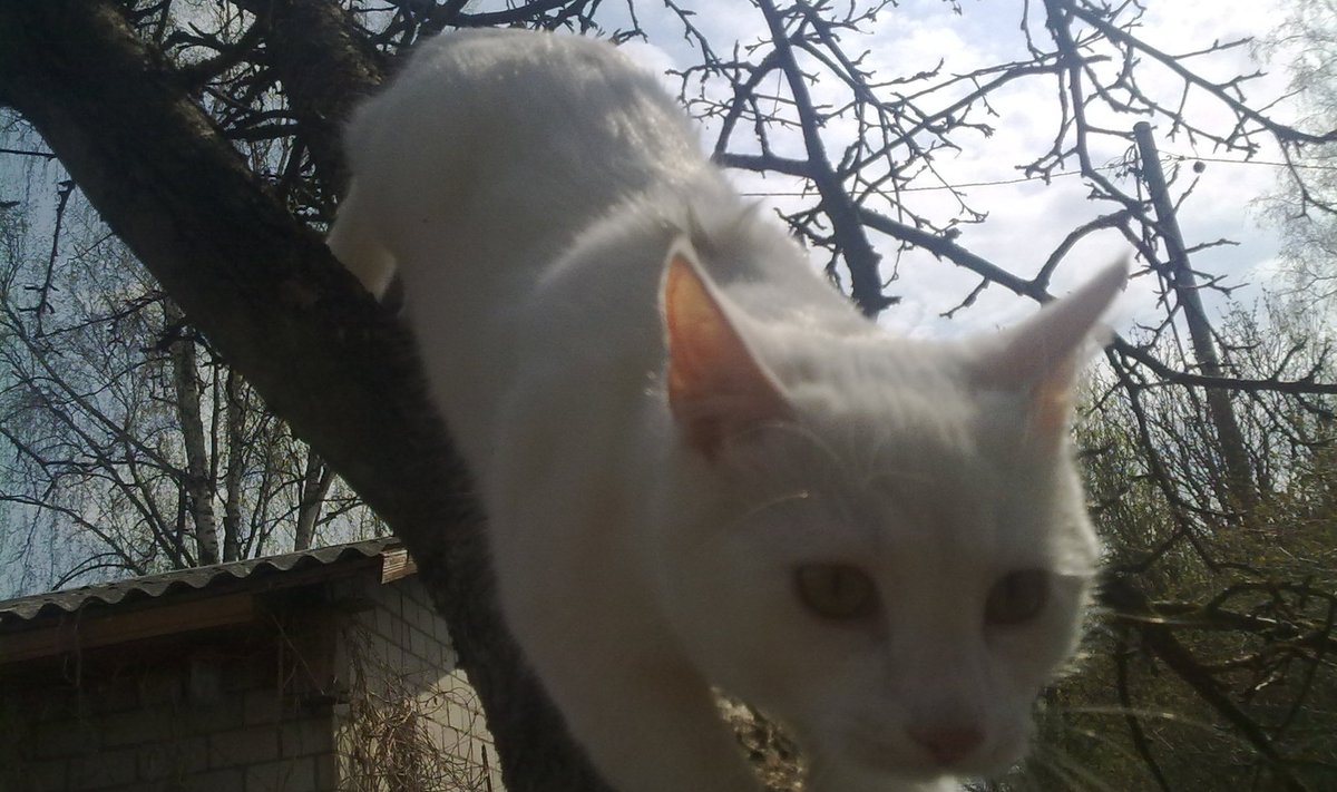 Kass puu otsas (foto on illustratiivne)