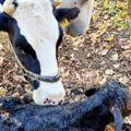 PÖÖRANE VIDEO | Ranna rantšo loomad rajasid lehma eestvõttel omaalgatusliku spa
