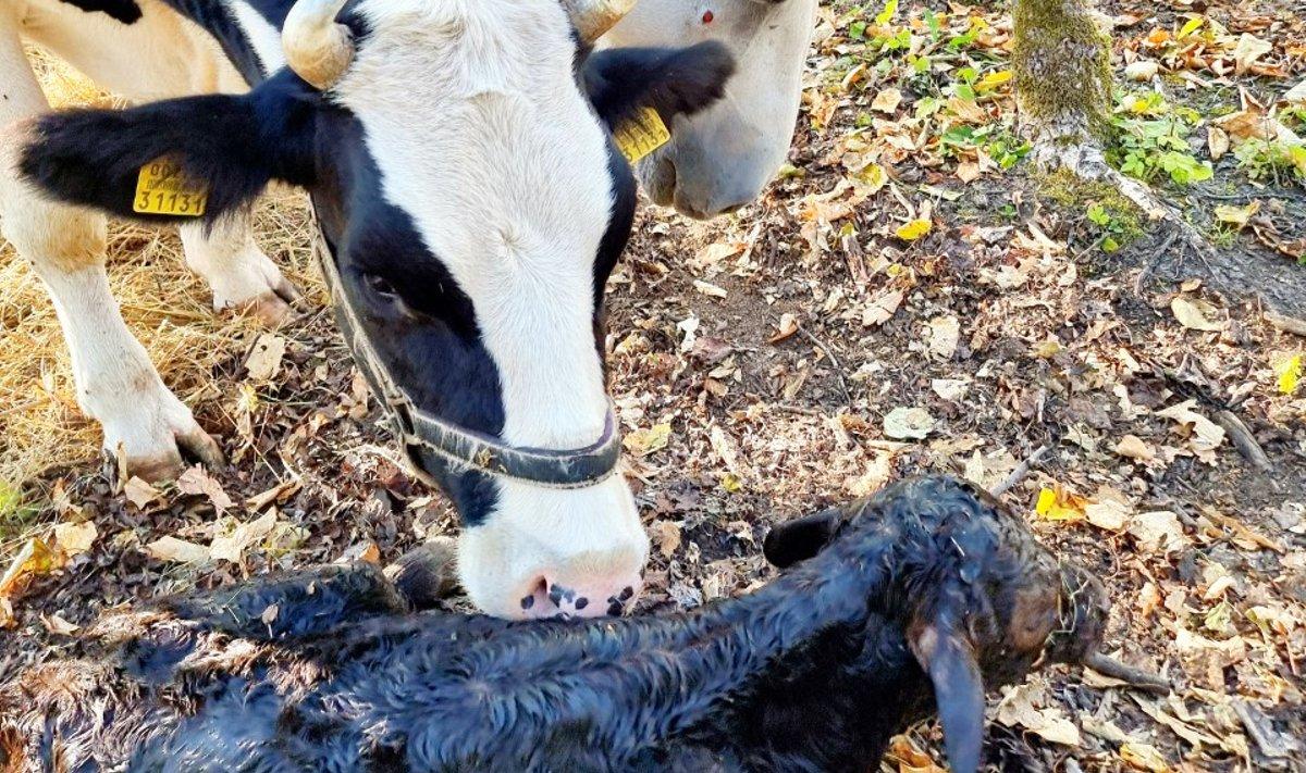 Ürituse algataja lehm Südameke vasikaga