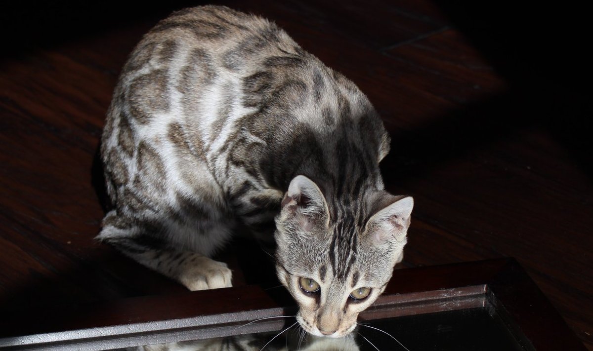cat