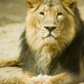 Lõvikuningas on müüt! 5 valearusaama loomariigi valitsejaks peetu kohta