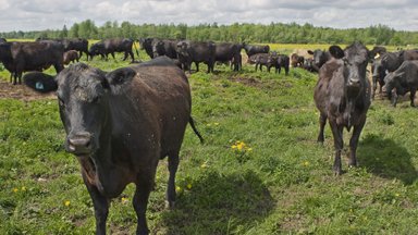 Eesti loomakasvatuses kasutatakse 22 korda rohkem antibiootikume kui Norras