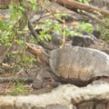 VIDEO | 115 aastat tagasi välja surnuks peetud Galápagose kilpkonnaliik on tagasi!