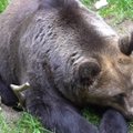 VIDEO | Ulukispetsialist: Eesti karud on leebed ega kipu inimesi murdma