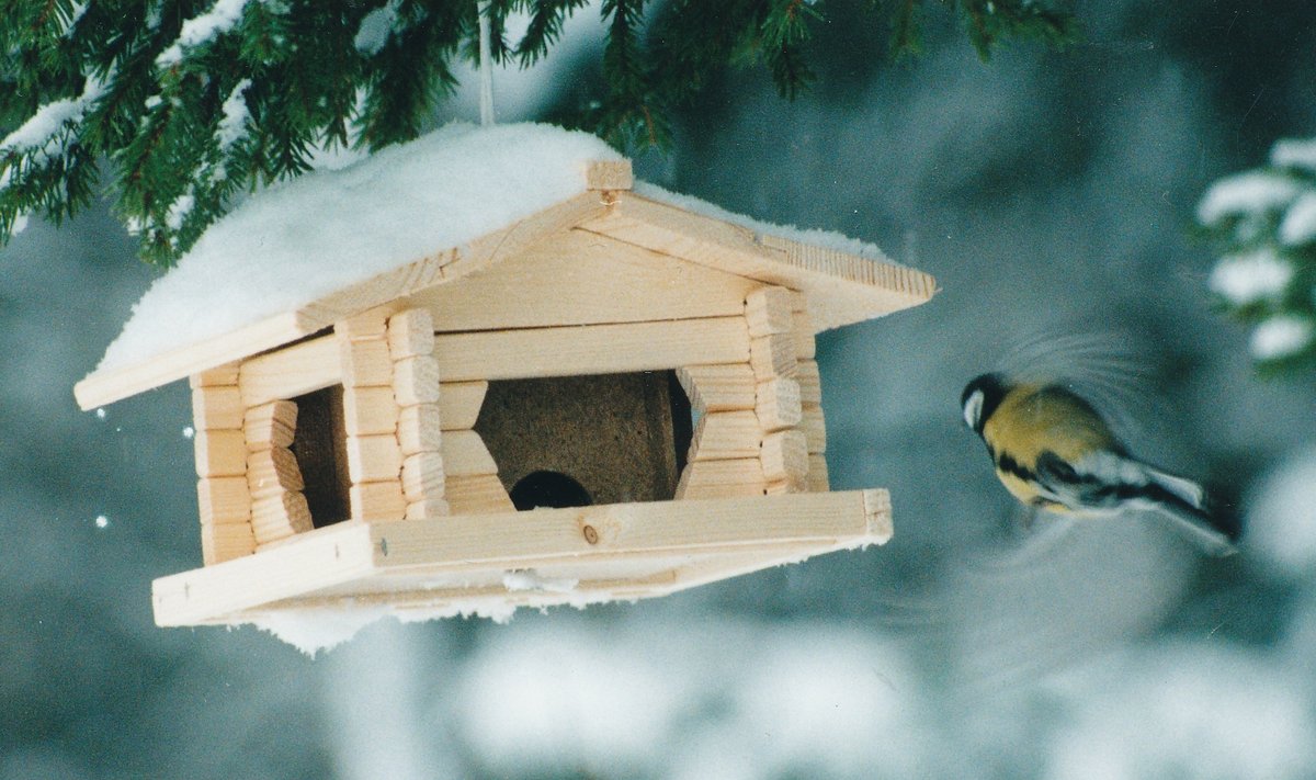 Kui inimene on lindude toitmisega juba alustanud, tuleks seda teha kevadeni. Kui see katki jätta, võivad linnud nälga jääda.