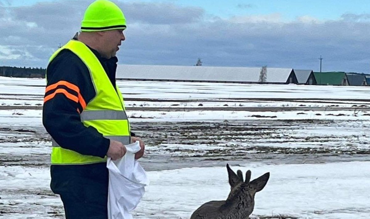 Segaduses metskits Haljala lähistel