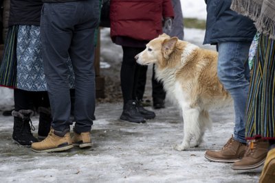 Kihnu Virve koer Kõsta rahvalauliku matustel.