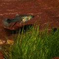 GUPI – pisike vääriskivi sinu akvaariumis