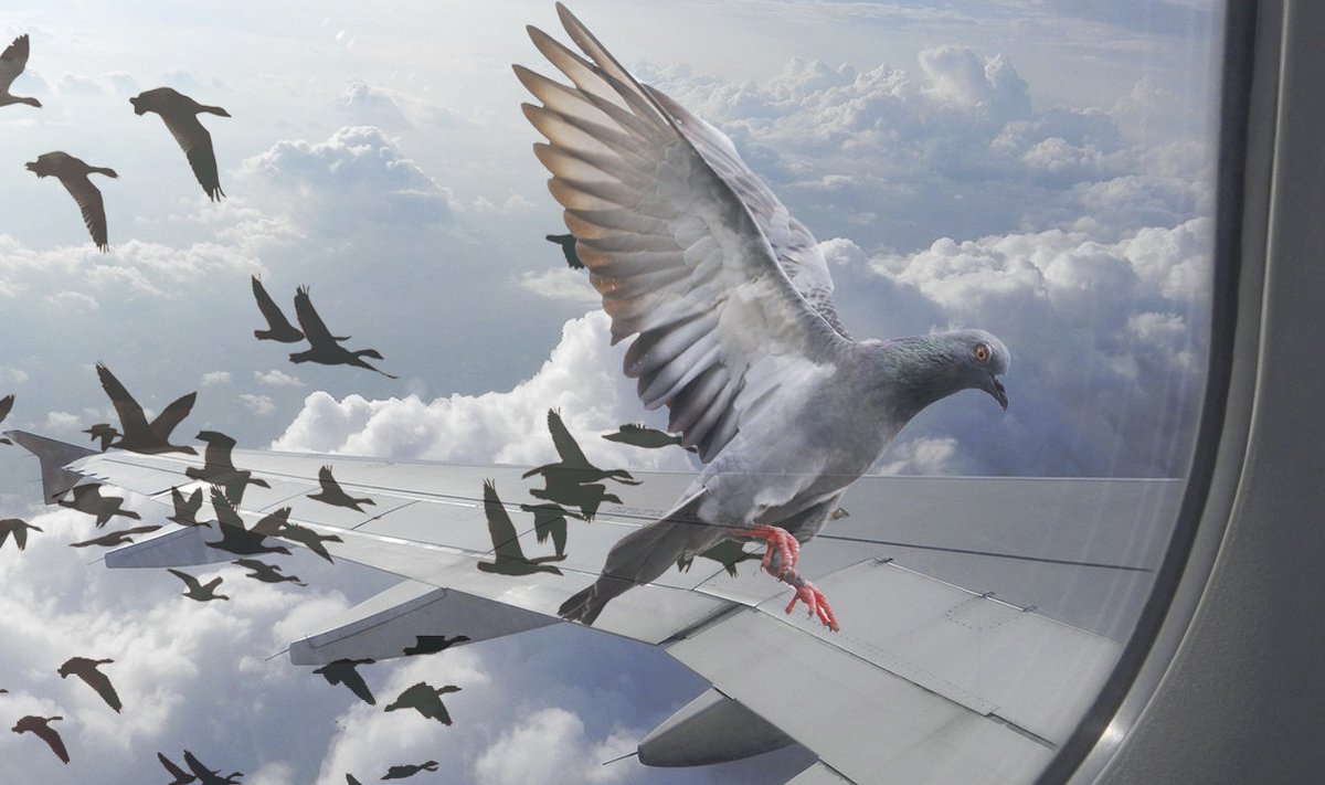 Linnud sunnivad üllatavalt tihti piloote lennukit ringi pöörama.