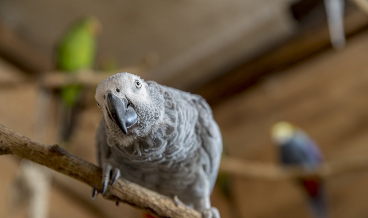 Papagoi (foto on illustreeriv)