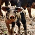 Sead ei "sigatse" ega söö "nagu sead": 10 üllatavat fakti sigade kohta