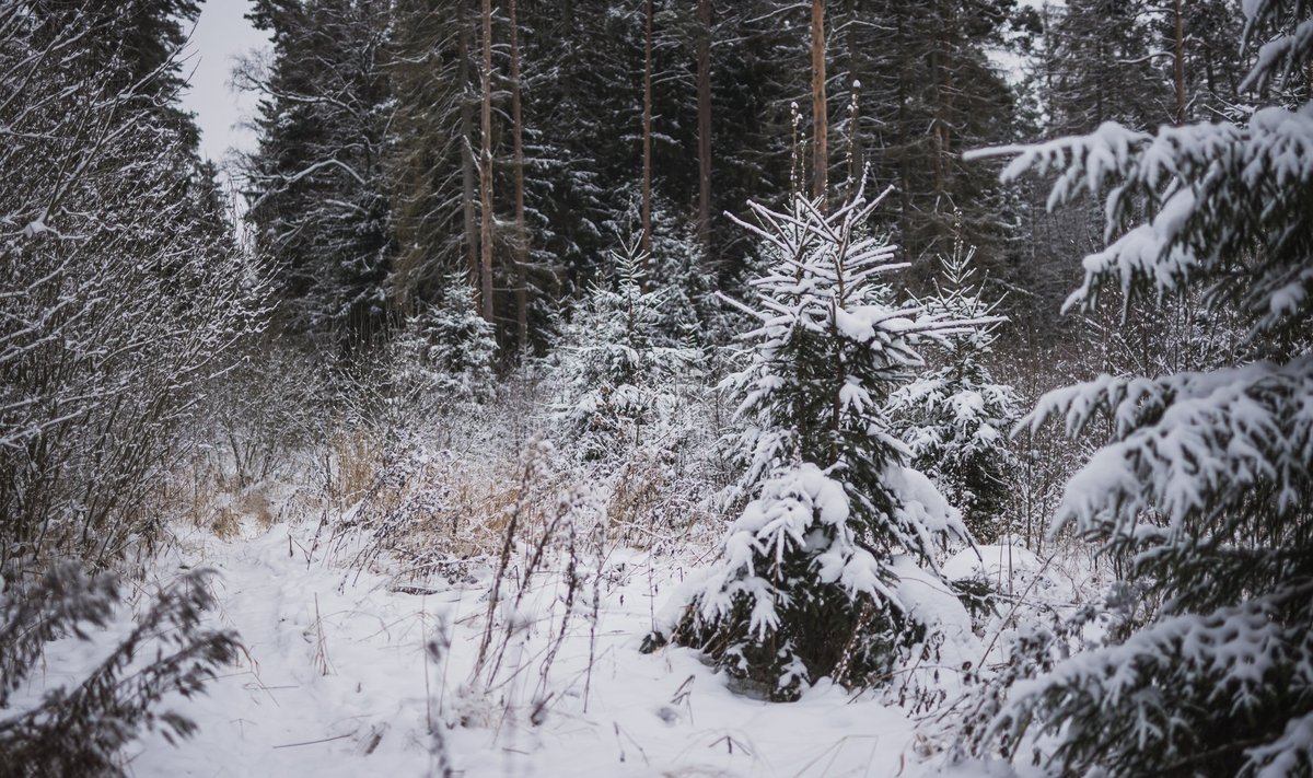 Foto on illustratiivne.