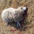 Raplamaa lambad rõõmustavad: esimese hooga andis keskkonnaamet loa 140 hundi küttimiseks