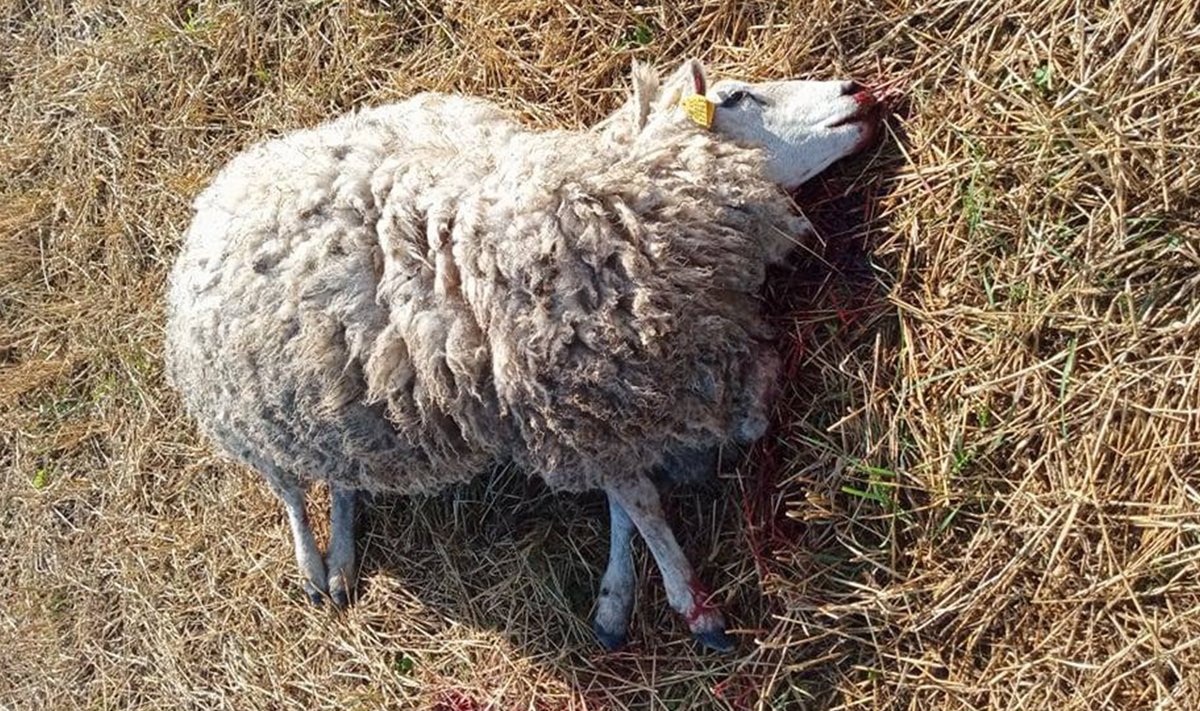 Huntide murtud lammas Raplamaal.